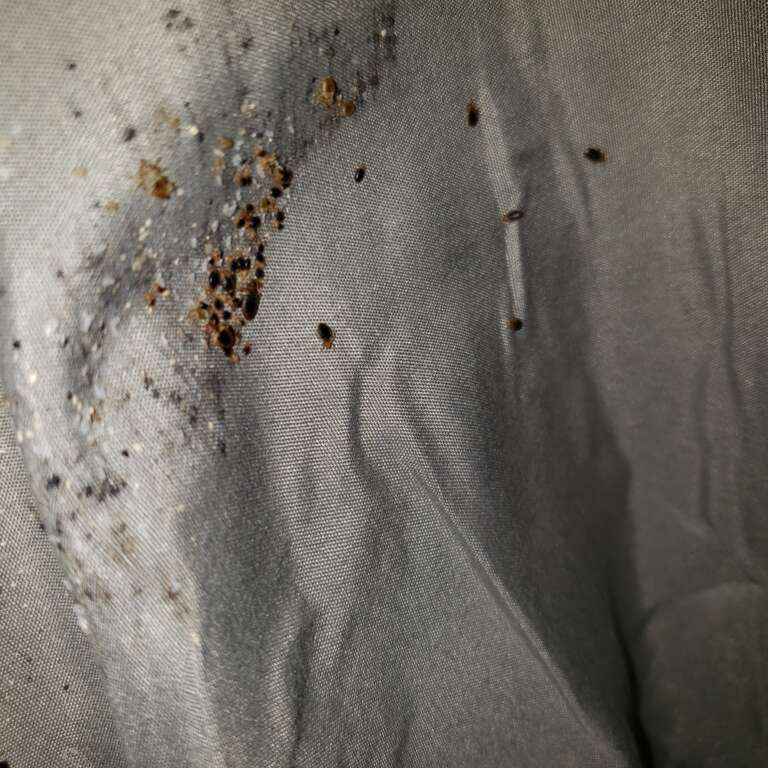 bed bugs infested