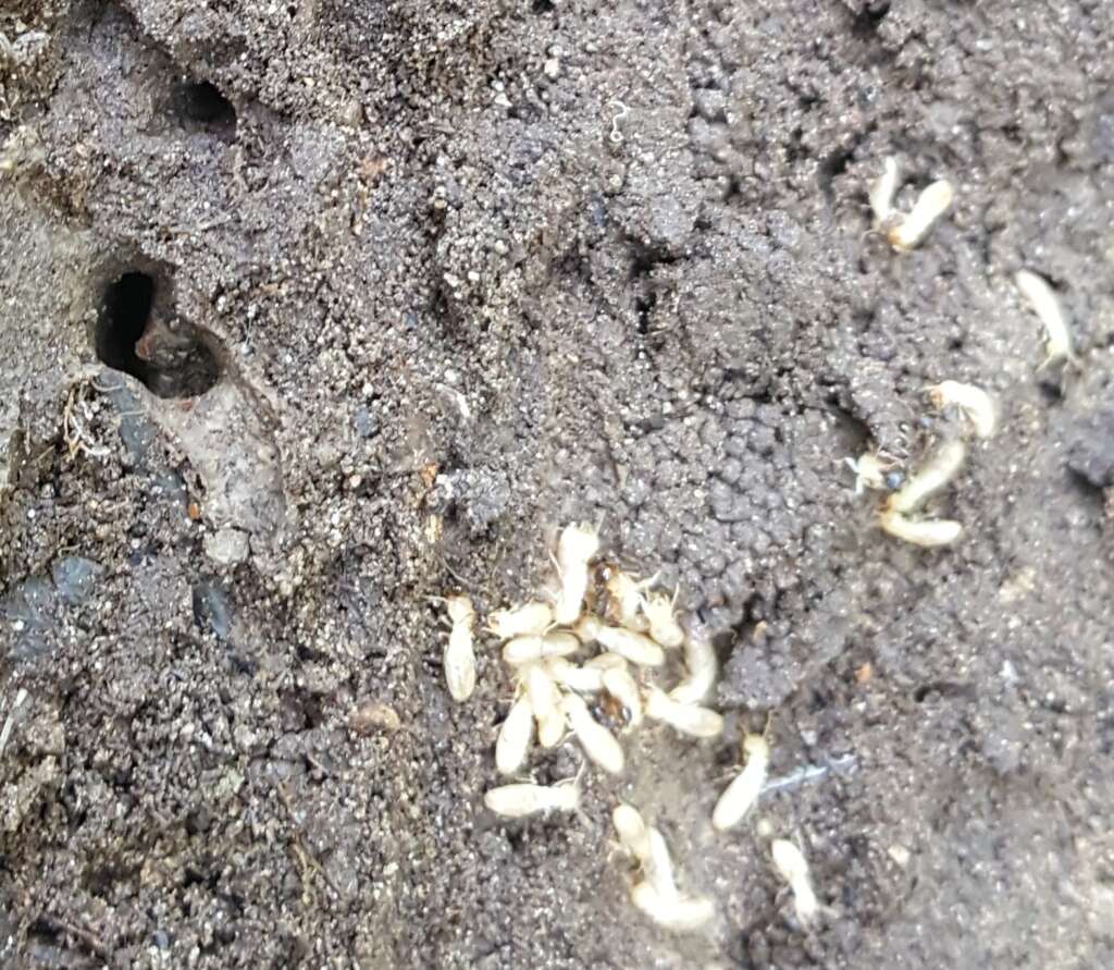 termites