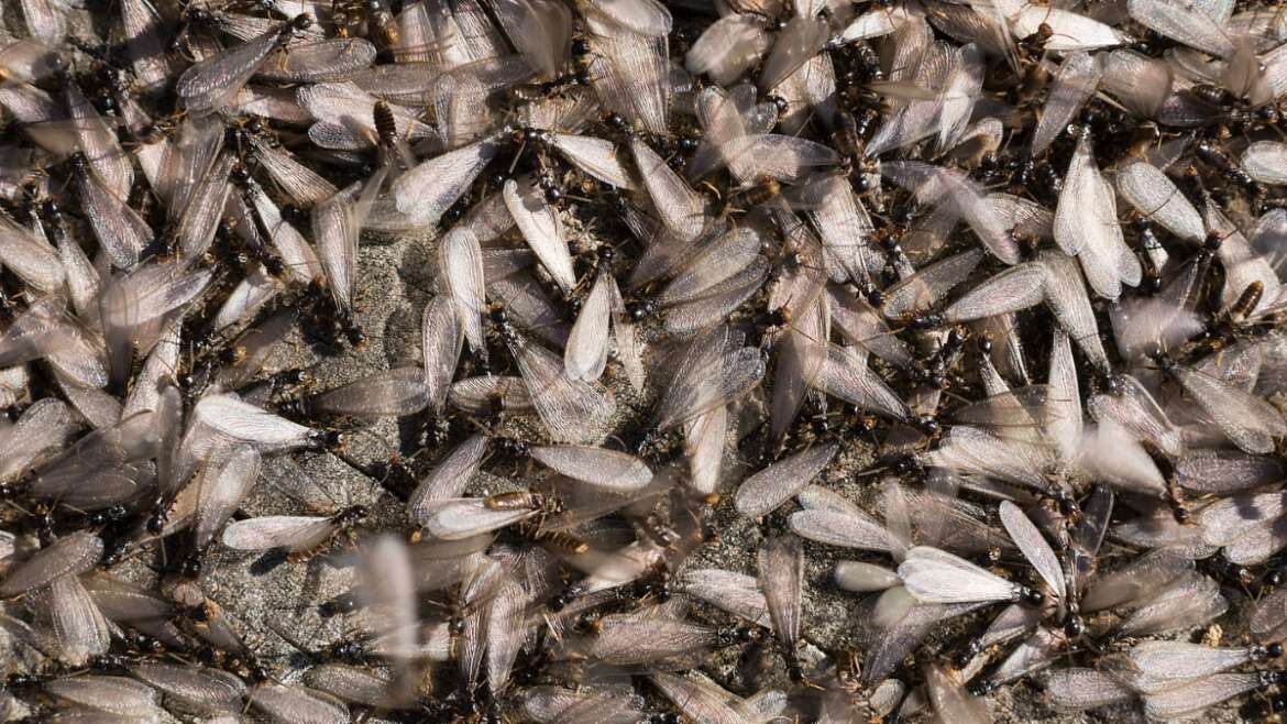 Termites