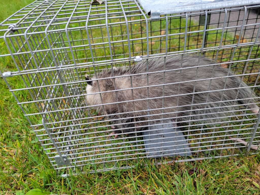 opossum trapped