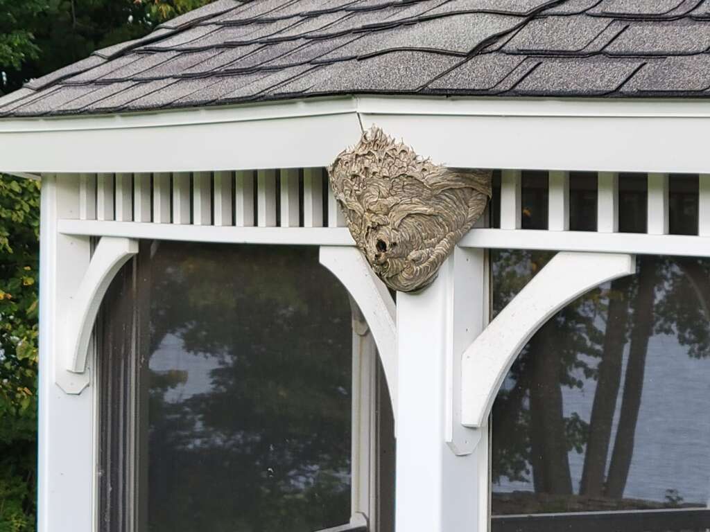 hornets nest