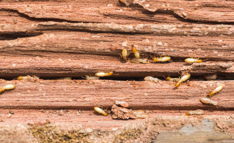 Termites destroying wood