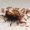 Exploring the Fascinating World of Ants in the Springtime