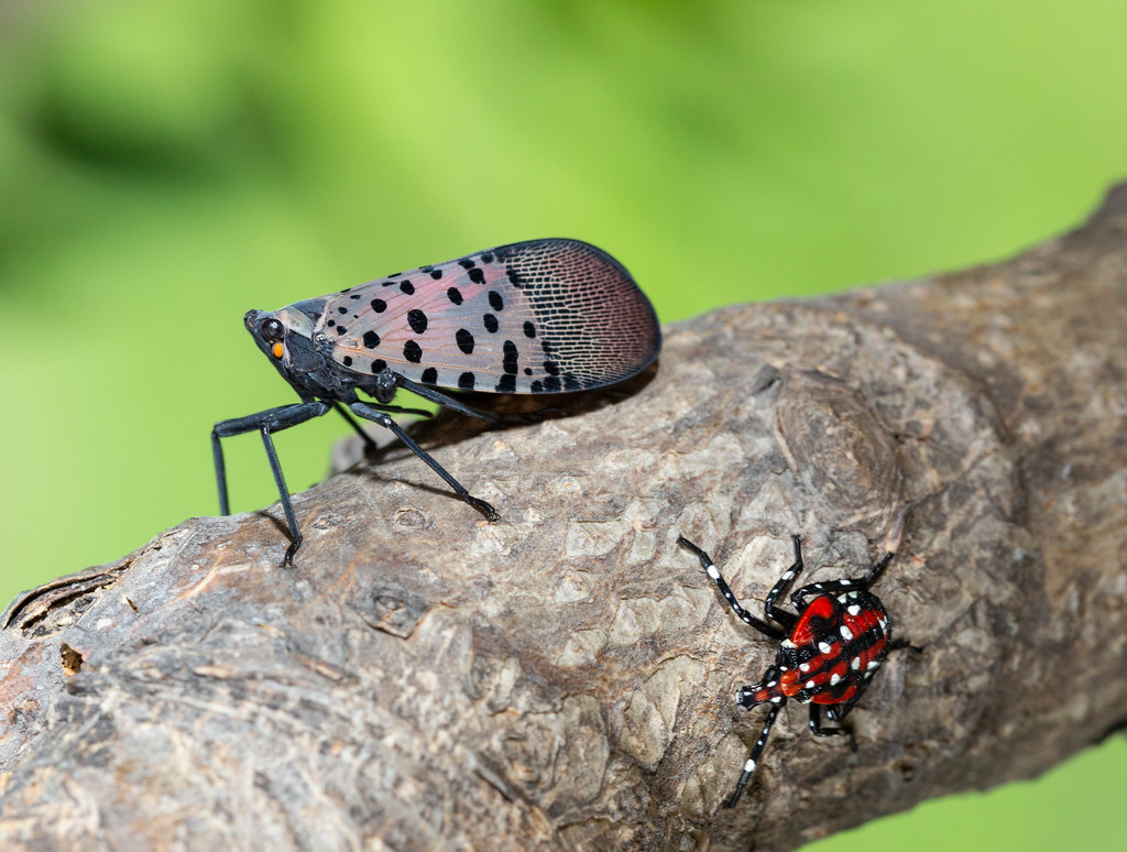 Spotted Lanternflies