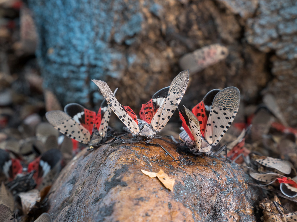 Spotted Lanternfly