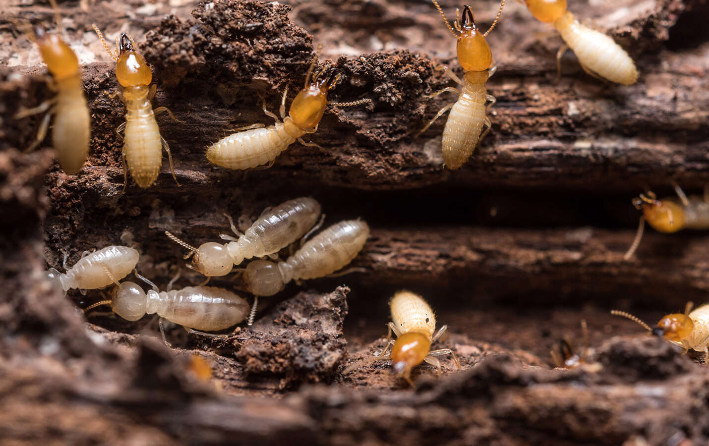 Termites