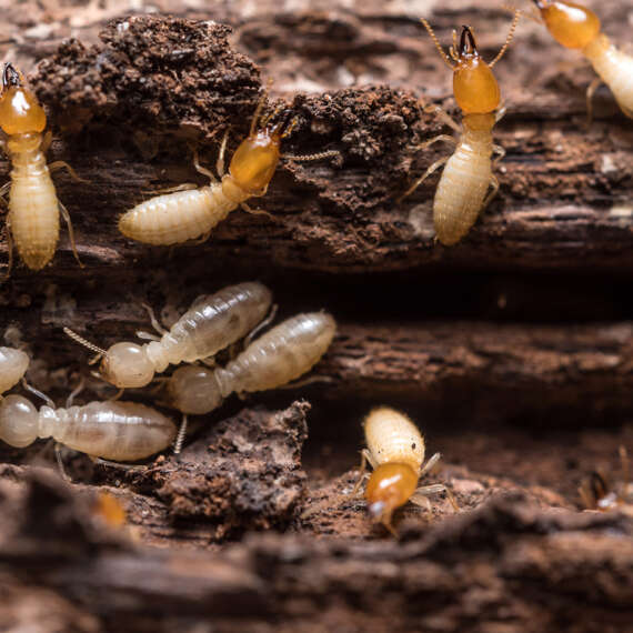 Termites