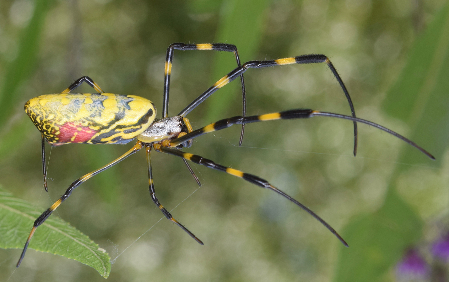 Joro Spider
