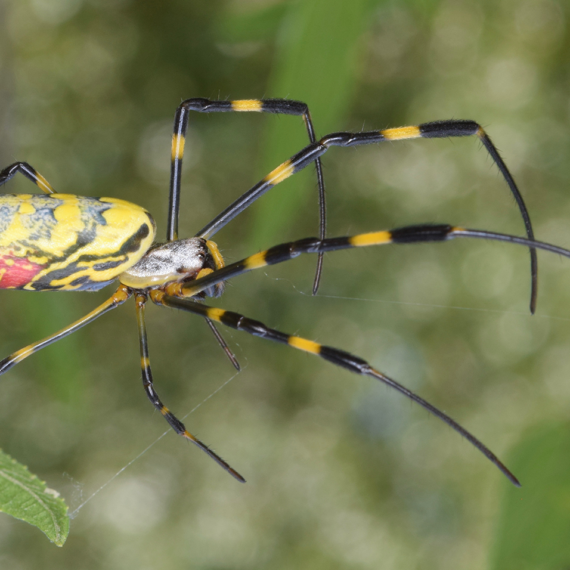 Joro Spider