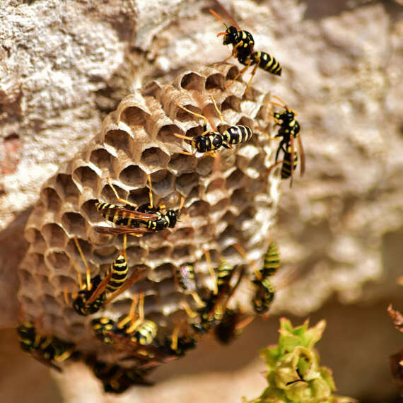 Wasp