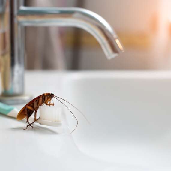 a cockroach standing on the bristles of a toothbrush laid out by a bathroom sink