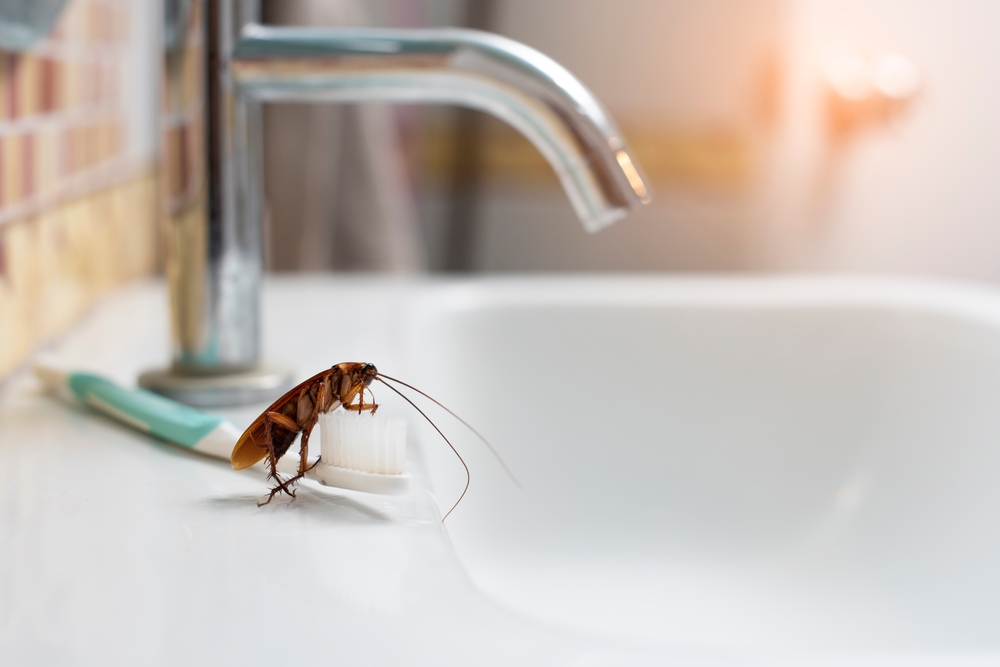 a cockroach standing on the bristles of a toothbrush laid out by a bathroom sink