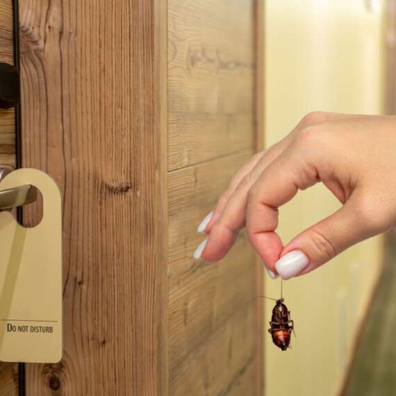 a woman's hand holding a dead cockroach in front of a hotel room door
