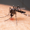 June Mosquito Dangers: What You Need to Know from DCS Pest Control