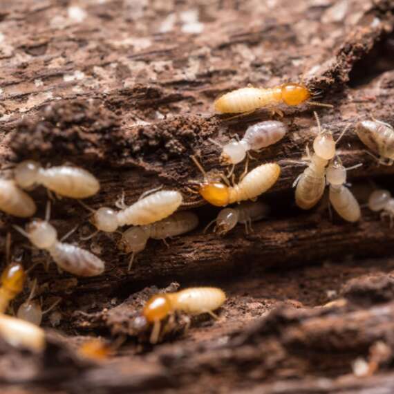 Termites crawling on and chewing a piece of timber