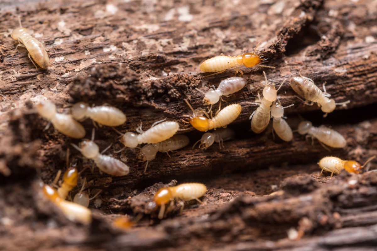 Termites crawling on and chewing a piece of timber