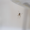 Why Pests Come Inside Your Home in the Fall: What Pennsylvania Homeowners Should Know