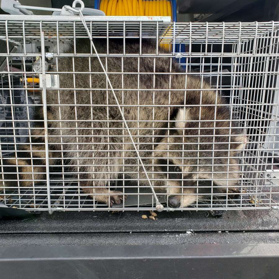 trapped raccoon