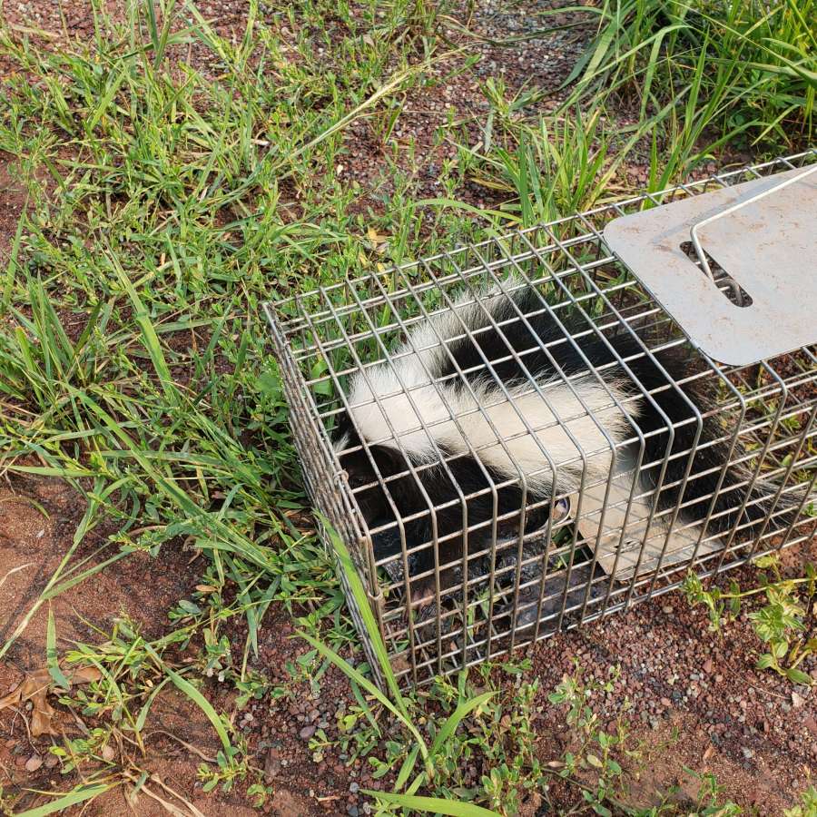 Trapped Skunk