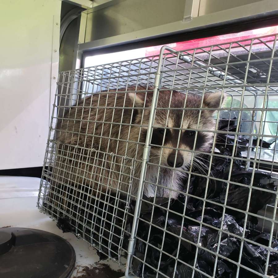 racoon trapped