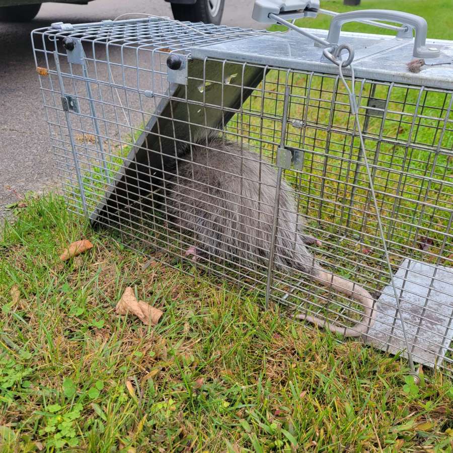 opossum trapped