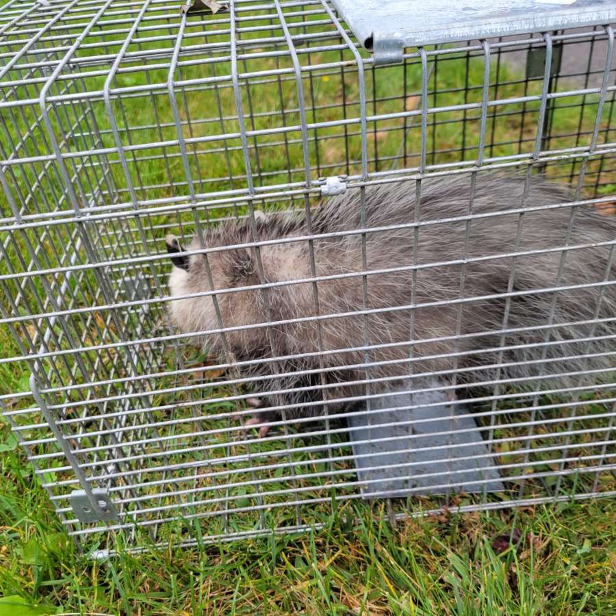 opossum trapped