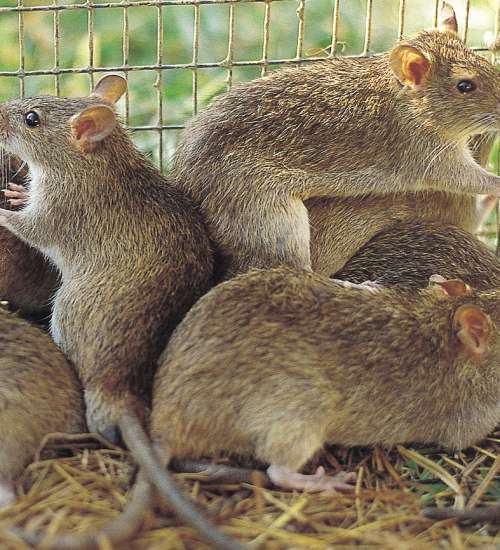 Rats
