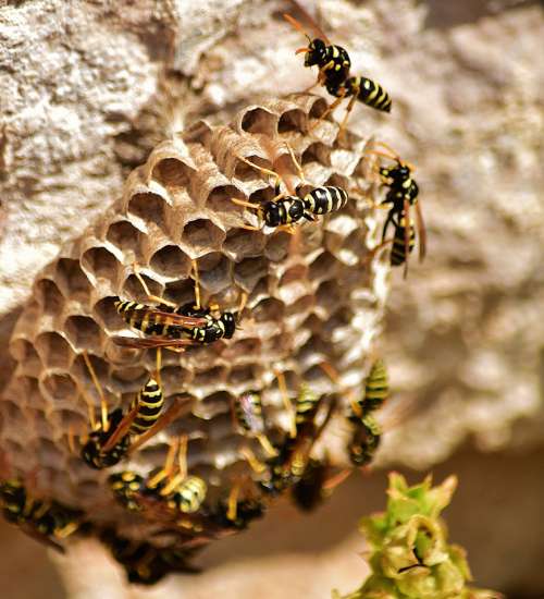 Wasp