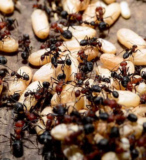 a-colony-of-ants-begin-transporting-eggs-to-a-hive-8c4213-1024