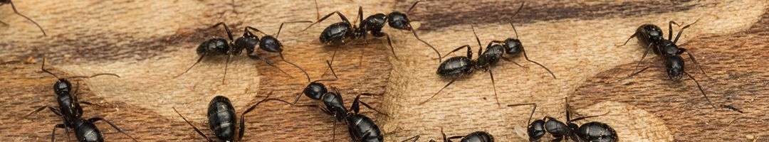 Ants
